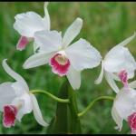 Laelia purpurata